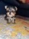 Yorkshire Terrier Puppies for sale in Miami, FL, USA. price: $3,000