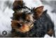 Yorkshire Terrier Puppies for sale in Phoenician, Phoenix, AZ, USA. price: $1,000