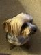 Yorkshire Terrier Puppies for sale in Clinton, MD, USA. price: $1,500