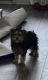 Yorkshire Terrier Puppies for sale in Atlanta, GA, USA. price: $1,300