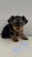 Yorkshire Terrier Puppies for sale in Riverside-San Bernardino-Ontario, CA, CA, USA. price: $1,500