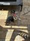 Yorkshire Terrier Puppies for sale in Port Orange, FL, USA. price: $120,000