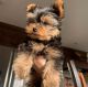 Yorkshire Terrier Puppies for sale in Miami, FL, USA. price: $900