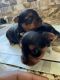 Yorkshire Terrier Puppies for sale in MD 206, Maryland 20705, USA. price: NA