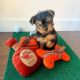 Yorkshire Terrier Puppies for sale in Dallas, TX, USA. price: $400