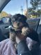 Yorkshire Terrier Puppies for sale in Atlanta, GA, USA. price: $1,800