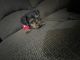 Yorkshire Terrier Puppies for sale in Indianapolis, IN 46254, USA. price: $1,500