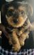 Yorkshire Terrier Puppies for sale in Indianapolis, IN 46254, USA. price: $1,800