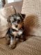 Yorkshire Terrier Puppies for sale in Rosamond, CA, USA. price: $1,500