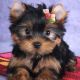 Yorkshire Terrier Puppies for sale in Chattanooga, TN, USA. price: $340