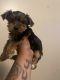Yorkshire Terrier Puppies for sale in MINNETNKA MLS, MN 55343, USA. price: $1,000