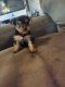 Yorkshire Terrier Puppies for sale in Las Vegas, NV, USA. price: $1,500