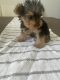 Yorkshire Terrier Puppies for sale in Modesto, CA, USA. price: $1,500