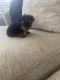 Yorkshire Terrier Puppies for sale in Modesto, CA, USA. price: $1,200