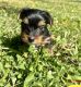 Yorkshire Terrier Puppies for sale in Miramar, FL, USA. price: NA