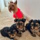 Yorkshire Terrier Puppies for sale in Salem, UT, USA. price: $500