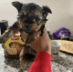 Yorkshire Terrier Puppies for sale in Phoenix, AZ, USA. price: $480