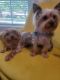 Yorkshire Terrier Puppies for sale in Dallas, TX, USA. price: $2,000