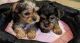 Yorkshire Terrier Puppies for sale in Hillcrest Heights, MD 20748, USA. price: $1,000