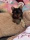 Yorkshire Terrier Puppies for sale in Brooklyn, NY 11224, USA. price: $3,200