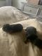 Yorkshire Terrier Puppies for sale in Brooklyn, NY, USA. price: $1,100