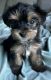 Yorkshire Terrier Puppies for sale in Reno, NV, USA. price: $3,000