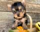 Yorkshire Terrier Puppies for sale in Alabama City, Gadsden, AL 35904, USA. price: NA