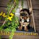Yorkshire Terrier Puppies for sale in District Heights, MD 20747, USA. price: $1,500