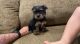 Yorkshire Terrier Puppies for sale in California City, CA, USA. price: $700