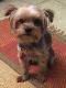 Yorkshire Terrier Puppies for sale in Greenfield, WI, USA. price: $3,500