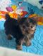 Yorkshire Terrier Puppies for sale in Tucson, AZ, USA. price: $700