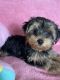 Yorkshire Terrier Puppies for sale in Albuquerque, NM, USA. price: $2,000