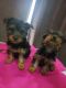 Yorkshire Terrier Puppies for sale in Bakersfield, CA, USA. price: $500