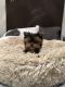 Yorkshire Terrier Puppies for sale in Las Vegas, NV, USA. price: $3,500