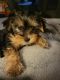 Yorkshire Terrier Puppies for sale in Kittitas, WA, USA. price: NA