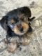 Yorkshire Terrier Puppies for sale in Oakland, CA, USA. price: $1,700