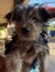 Yorkshire Terrier Puppies for sale in Glendale, AZ, USA. price: $1,000