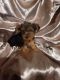 Yorkshire Terrier Puppies for sale in San Antonio, TX, USA. price: $900