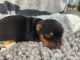 Yorkshire Terrier Puppies for sale in Mahtomedi, MN, USA. price: $1,200