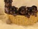 Yorkshire Terrier Puppies for sale in Carmichael, CA, USA. price: $1,600