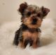 Yorkshire Terrier Puppies for sale in Modesto, CA 95354, USA. price: $2,500