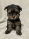 Yorkshire Terrier Puppies for sale in Elma, IA 50628, USA. price: $300