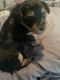 Yorkshire Terrier Puppies for sale in Atlanta, GA, USA. price: $900