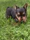 Yorkshire Terrier Puppies for sale in Elma, IA 50628, USA. price: $500