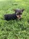 Yorkshire Terrier Puppies for sale in Elma, IA 50628, USA. price: $500