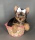 Yorkshire Terrier Puppies for sale in Chula Vista, CA 91913, USA. price: NA
