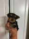 Yorkshire Terrier Puppies for sale in Redmond, OR 97756, USA. price: NA