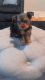 Yorkshire Terrier Puppies for sale in New Haven, CT, USA. price: $1,800