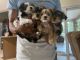 Yorkshire Terrier Puppies for sale in Deltona, FL, USA. price: $1,500