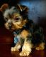 Yorkshire Terrier Puppies for sale in Modesto, CA 95354, USA. price: $2,500